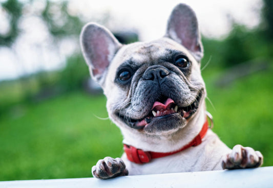 🐾 Cuida el Bienestar de tu Mascota: Descubre los Mejores Productos para su Felicidad y Salud 🌟